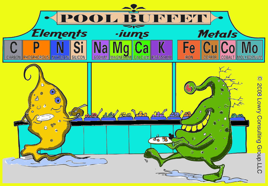 Algae Pool Buffet color 090320