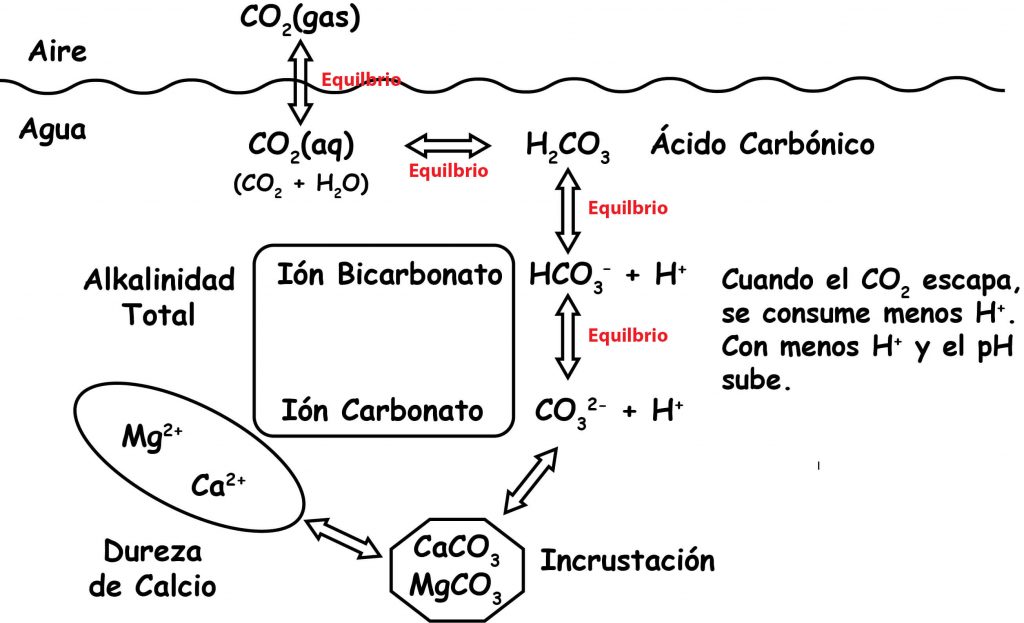CO2 H2CO3 HCO3 CO3 2 Equilibrium Graphic SPANISH 02 022420 1