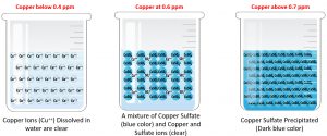 Copper Ions to Copper Sulfate beakers 120420